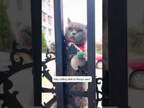Mèo Ponyo đại chiến tranh đồ ăn 🙀💥