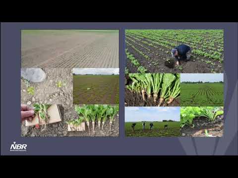 Sugarbeet Research Reporting Session - January 11th, 2022 - Session #1