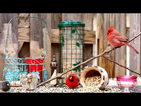 Videos for Cats to Watch - Birds - Relax and Calm
