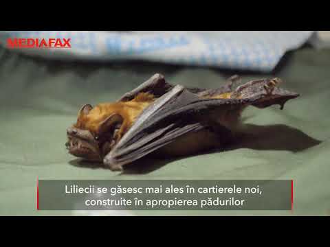 Gimnastică pentru ochii liliecilor