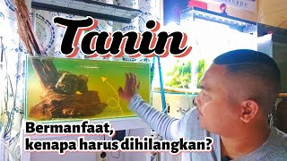 Download lagu HOW TO REMOVE TANIN FROM WOOD FOR AQUASCAPE || AQUASCAPE FOR BEGINNERS || WOOD RENTEK mp3 Download lagu HOW TO REMOVE TANIN FROM WOOD FOR AQUASCAPE || AQUASCAPE FOR BEGINNERS || WOOD RENTEK mp3