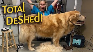 LEARN to GROOM a GOLDEN RETRIEVER in less than an HOUR Timelapse