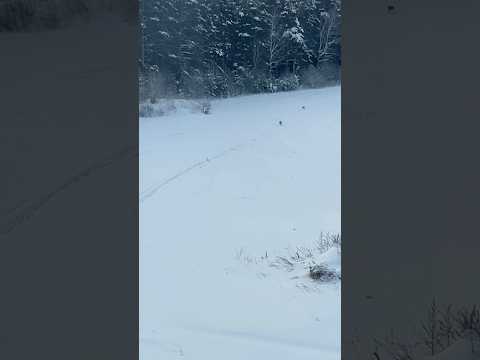 Тюменские зайцы к жизни готовы и славный побег получился😁 #тюмень #заяц #зайцы #собака #собаки