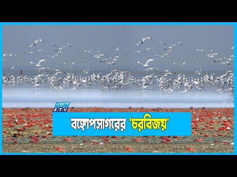পর্যটকদের অবাধ বিচরণে হুমকির মুখে কচ্ছপ, লাল কাঁকড়া ও অতিথি পাখি