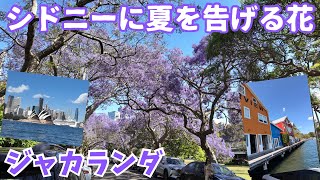 ジャカランダ咲くシドニーの初夏｜絵になる街・バルメインへ