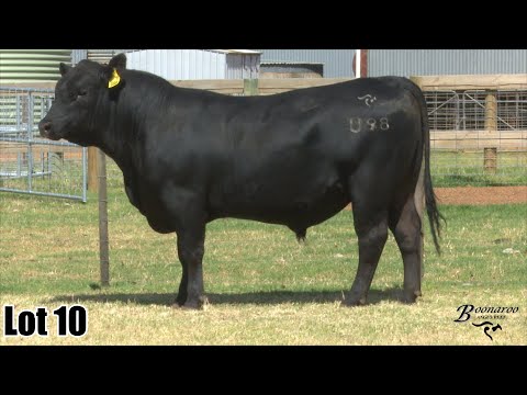 Lot 010 Boonaroo Rusty HCA23U98