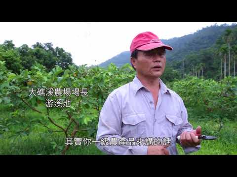 紅心芭樂故鄉 枕山村農業再升級