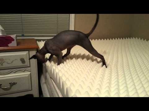 Saki on the moon (sphynx cat walks on memory foam)