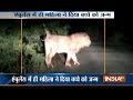 VIDEO: Gujarat woman delivers baby in ambulance surrounded by 12 lions