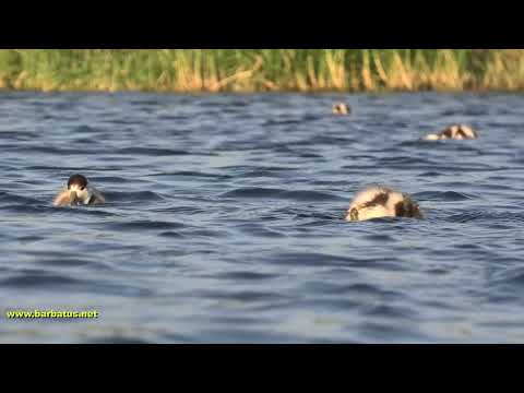 TARRO BLANCO | SHELDUCK | Tadorna tadorna
