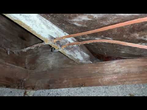 Spotting Cave Crickets in Crawl Space in Ocean Township, NJ