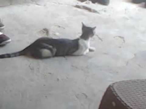 شاهد  ردة فعل القطة عند تقليد صوت ابنتها الصغيرة