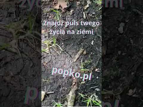 [Encyklopedia Wiedzy Duchowej] Znajdź puls twego życia na ziemi   popko.pl #popko #motywacja #rozwojduchowy #pulsżycia