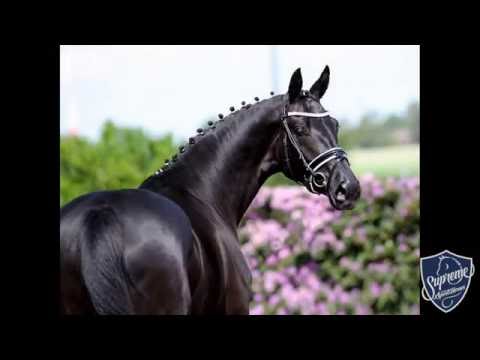 2013 mare by Destano