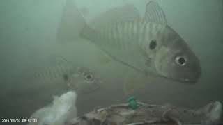 Underwater cam L.I.C Fishing pier 10/11/2025