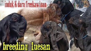 Download lagu KAMBING ETAWA,,materi terbaru spek breeding lues,molai di2jt nego free kawinan & freeongkir jawa mp3