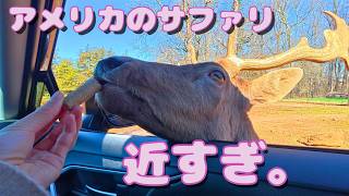 車の中まで来る鹿に大興奮！｜アメリカのサファリ、動物との距離が近すぎた