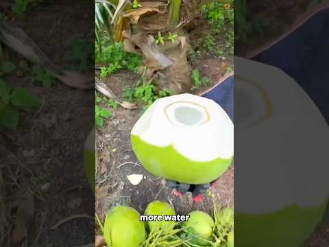 How to Pick a Coconut with MORE Water 🥥