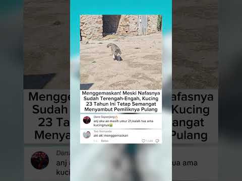 Kucing Sepuh Menyambut Pemiliknya