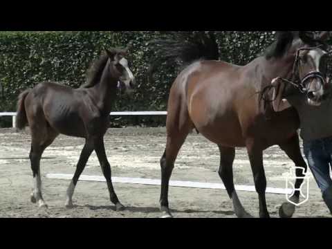 Holsteiner Hengstfohlen von Uriko x Caretino (geb. 2016)