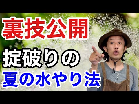 休暇中に植物に水をやるにはどうすればよいですか? 3 つの簡単な解決策 + 1 つの珍しいヒント!  庭園