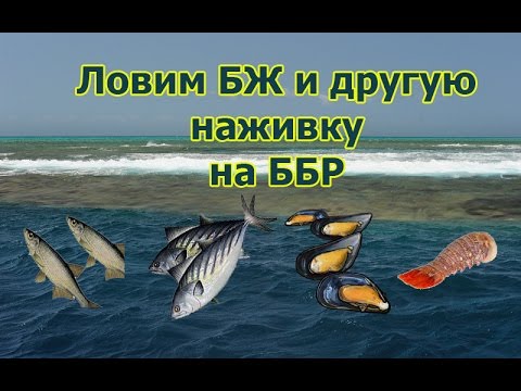 Русская Рыбалка 3.99 (Russian Fishing) Большой живец на ББР