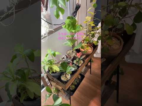 園芸 ミニモンステラ、モンステラ ジニー、フィロデンドロン ジニー