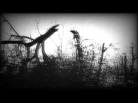 LEMNA -The voice of the forest