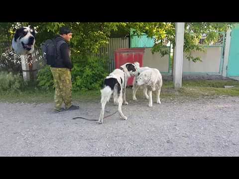 Неожиданная атака Алабая. Первая стычка Сакара.