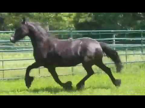 Andrea Lamkje, Anton mare, for sale