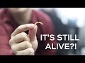 HOTLIX LARVETS TASTE TEST