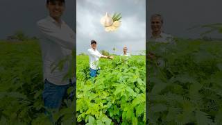 Download lagu ढैंचा की खेती से हरी खाद | Green Manure Crop for Fertile Soil | Dhaincha Farming Tips mp3 Download lagu ढैंचा की खेती से हरी खाद | Green Manure Crop for Fertile Soil | Dhaincha Farming Tips mp3