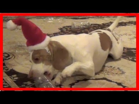 Frohe Weihnachten und eine tierische Bescherung