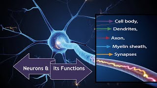 How does Neurons communicate? | Parts | Functions | Types of Neurons ?