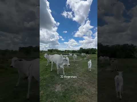 Fazenda à venda em Tesouro – MT850 alqueires de uma propriedade.