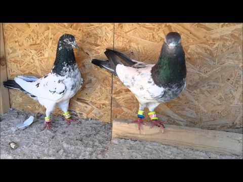 Pakistani Teddy Pigeons in Germany