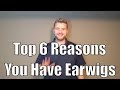 Top 6 reasons you have earwigs