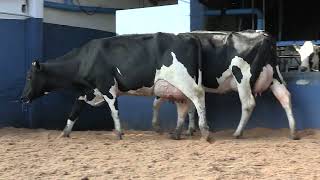 Vídeo 13 - 1ª ETAPA MEGA LIQUIDAÇÃO TOTAL AGROPECUÁRIA MARAJOARA - DIA 4 | GADO GIROLANDO E HOLANDÊS