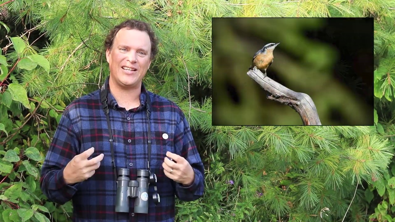 Birding Basics with Birds Canada: How to 