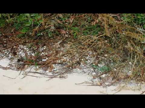 Nido del aquila 2017