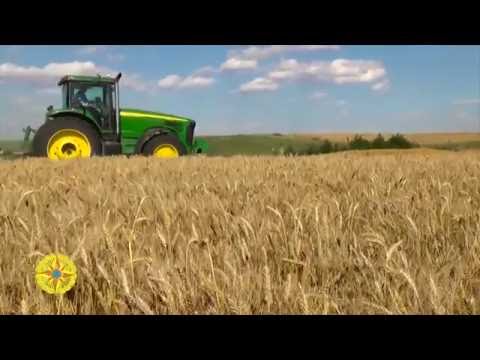 FHN-nin Dövlət Material Ehtiyatları Agentliyi Dövlət Taxıl Fondu üçün 2016-cı ildə ölkədə istehsal olunmuş yüksək keyfiyyətli buğdanın tədarükünü ELAN edir