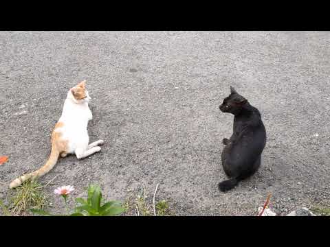 Cute Cats Talking to Each Other