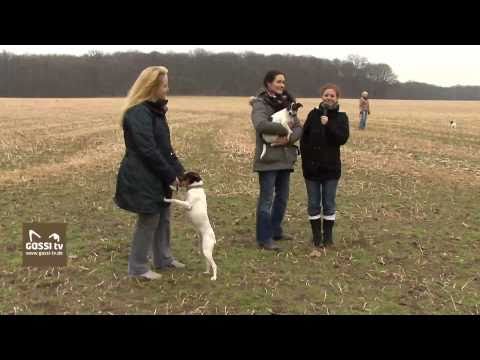 Ratonero Bodeguero Andaluz