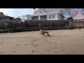 Dog Play At The Beach