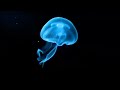 Hologram Video Large 180 High Resolution FLOVERSE World