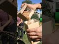 How to Grow, Thresh, and Mill Your Own Wheat for Bread