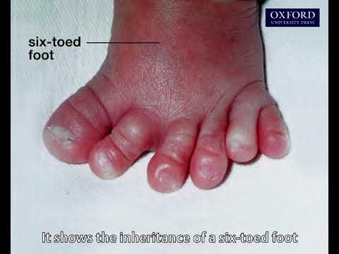 Animation 25.1 Studying a pedigree