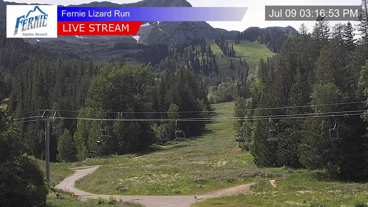 Lizard Run
