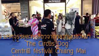 preview picture of video 'Full : มหัศจรรย์ละครสัตว์จากกองทัพน้องหมา :The Circus Dog central festival Chiang Mai 13/11/2018'