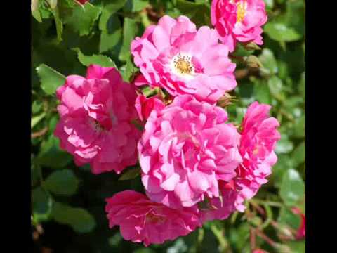 Don't Know Why Russ Columbo 1931